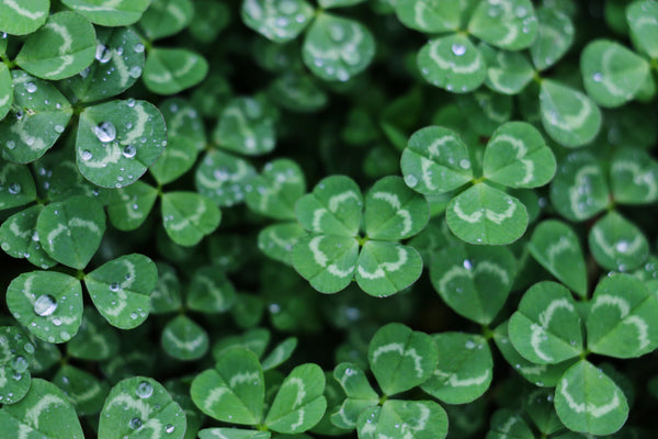 7 Tips To Surviving Your St. Patrick’s Day Bender